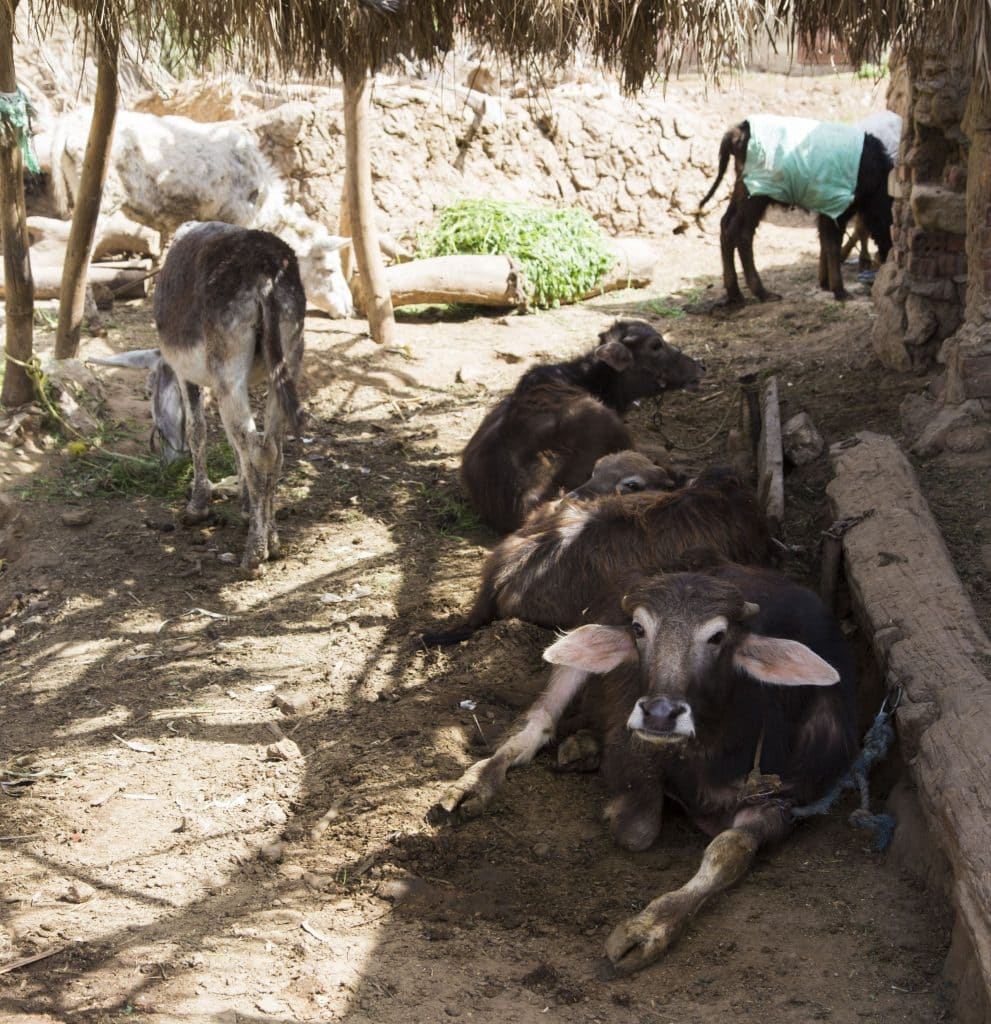 EGYPT - The other side: Cairo Garbage City, Cave Church, Dahab's Nile Island
