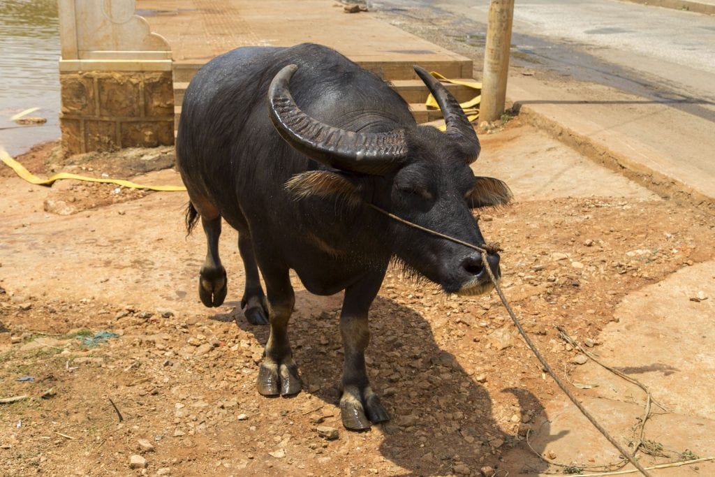 CHINA – A day trip from Kunming to the surrealistic Shilin Stone Forest karst landscape
