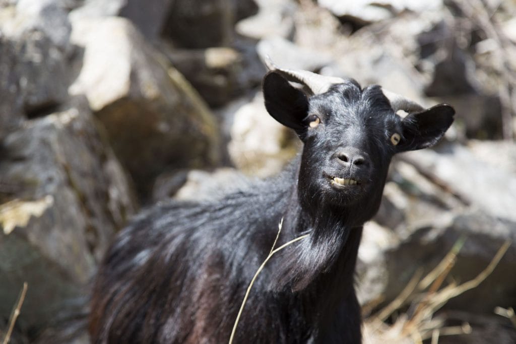 CHINA - A day trip from Lijiang: the Tiger Leaping Gorge Hike