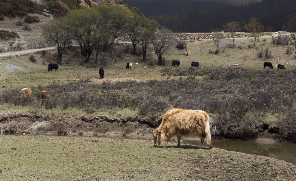 CHINA - A hike through the Potatso national park near Shangri-La