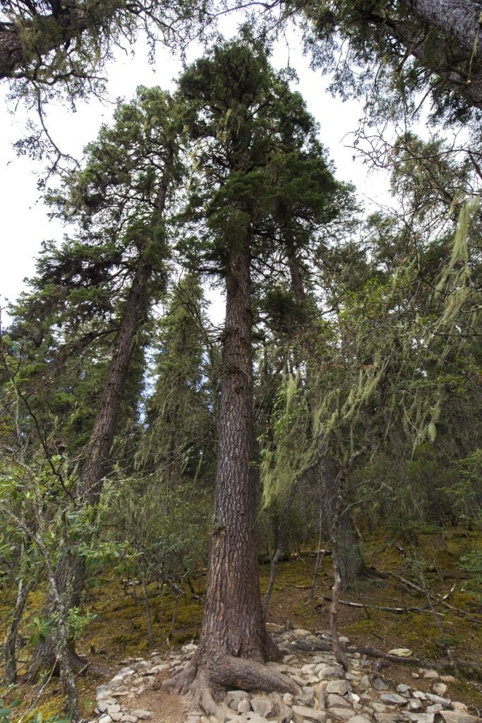 CHINA - A hike through the Potatso national park near Shangri-La