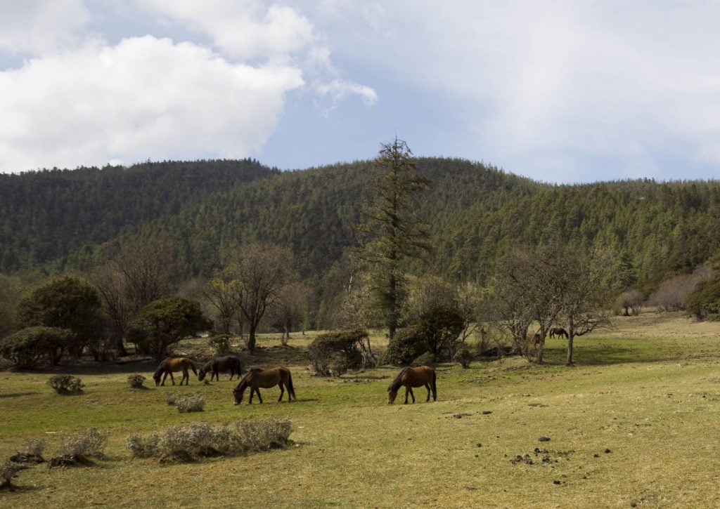 CHINA - A hike through the Potatso national park near Shangri-La