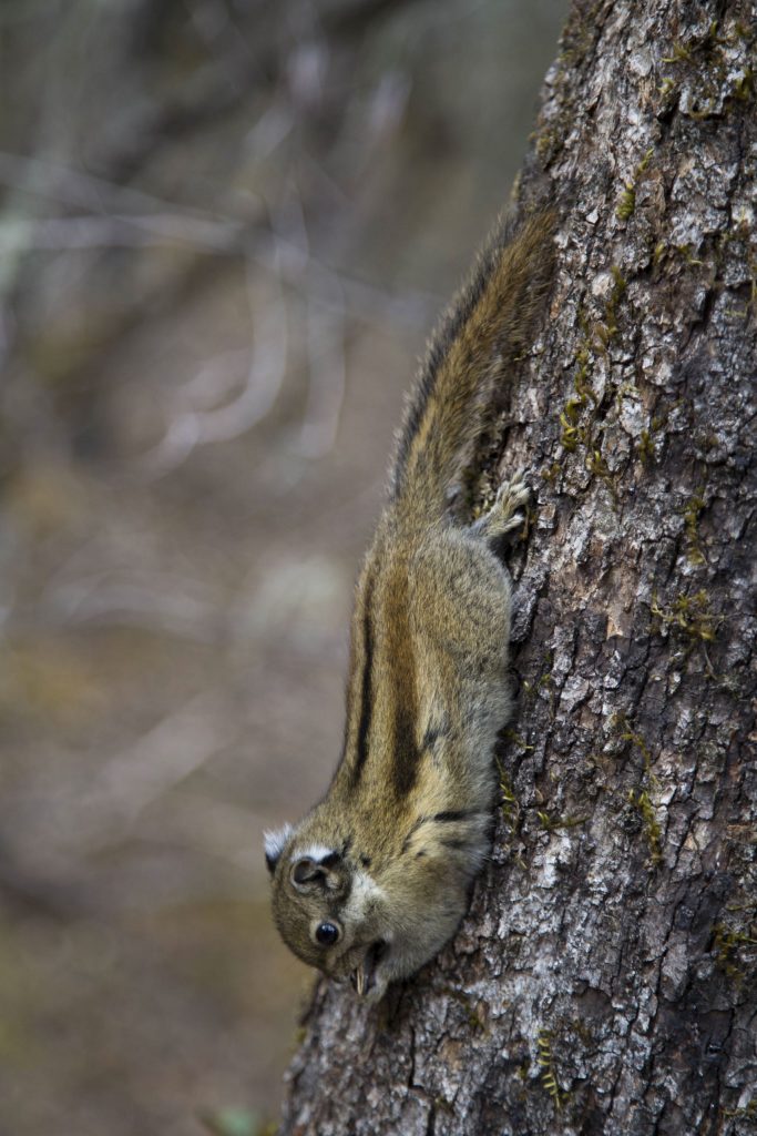 CHINA - A hike through the Potatso national park near Shangri-La