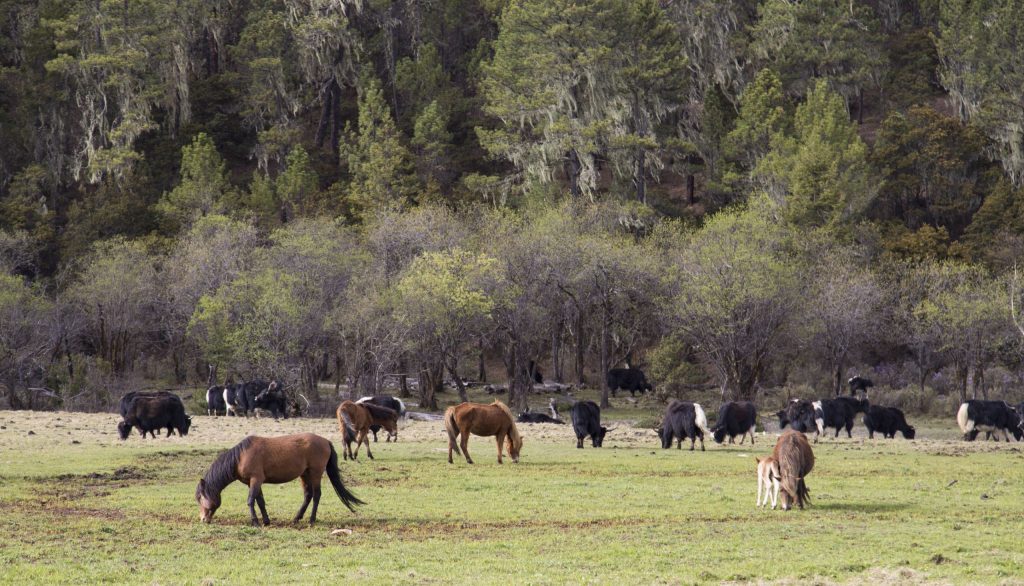 CHINA - A hike through the Potatso national park near Shangri-La