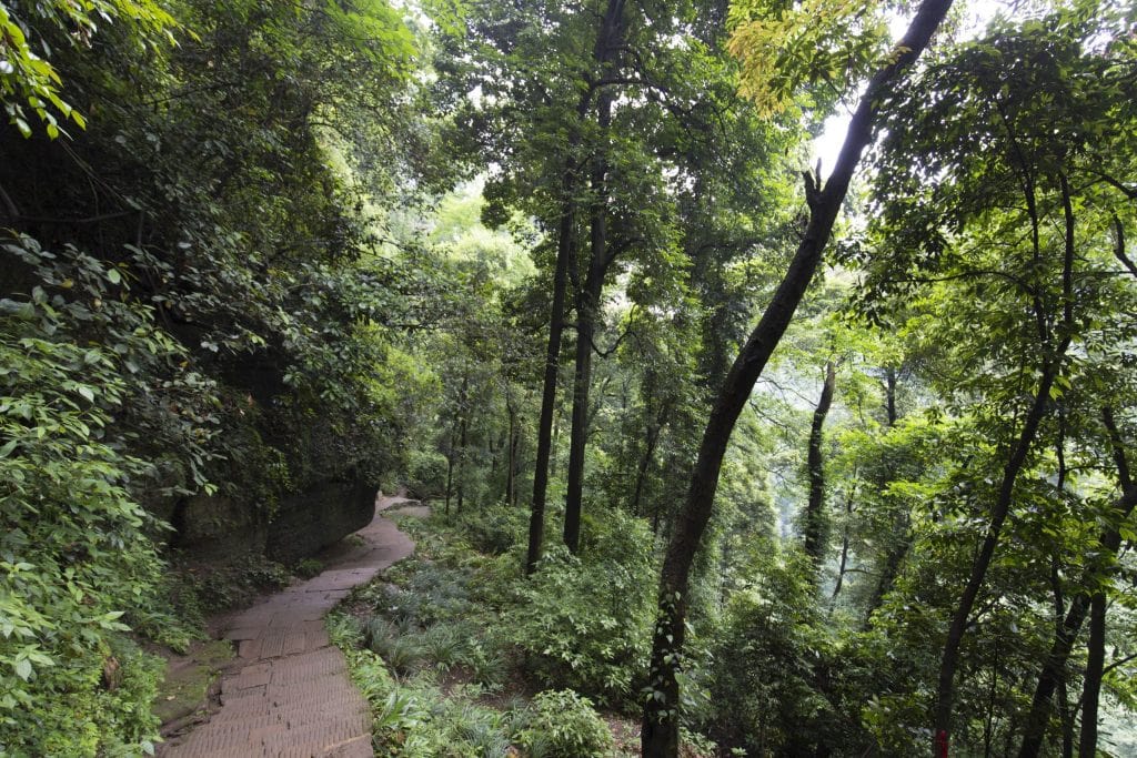 CHINA - Two days at Qingcheng mountain & Dujiangyan irrigation system