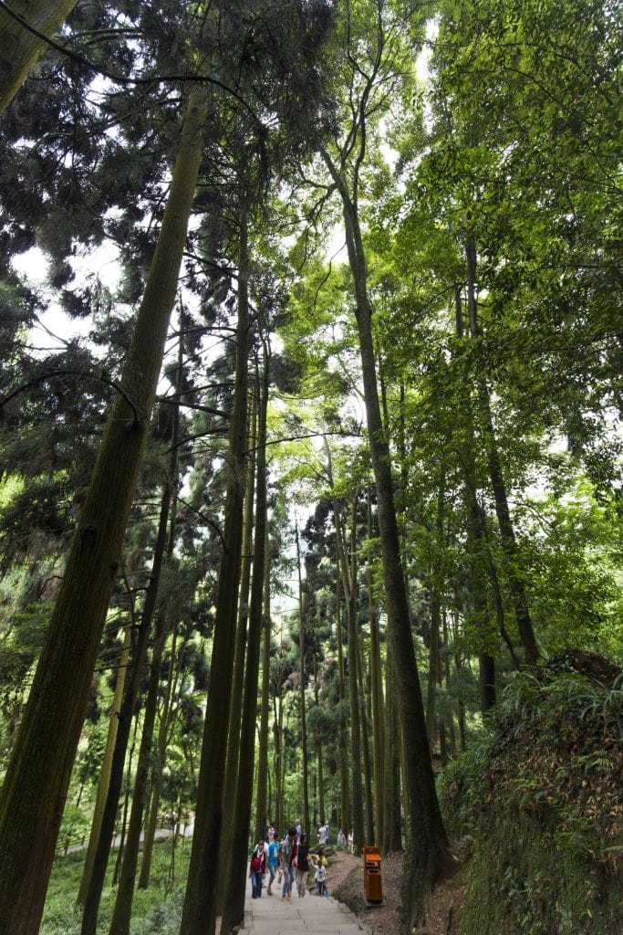 CHINA - Two days at Qingcheng mountain & Dujiangyan irrigation system