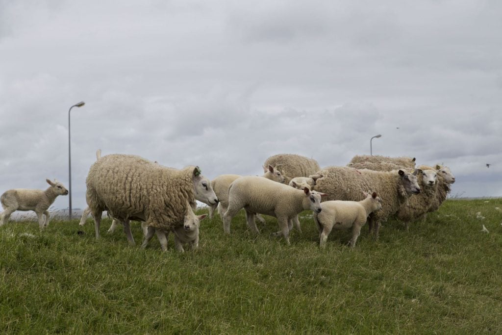 NETHERLANDS - Seals in need and lots of dirty fun at the Waddenzee near Lauwersmeer