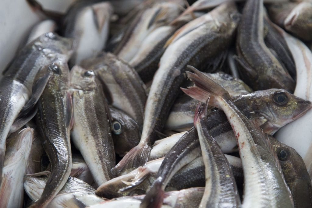 NETHERLANDS - Seals in need and lots of dirty fun at the Waddenzee near Lauwersmeer
