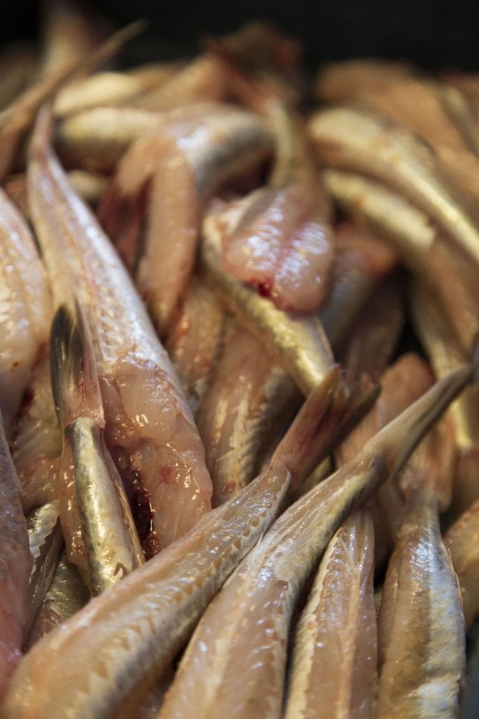 NETHERLANDS - Seals in need and lots of dirty fun at the Waddenzee near Lauwersmeer