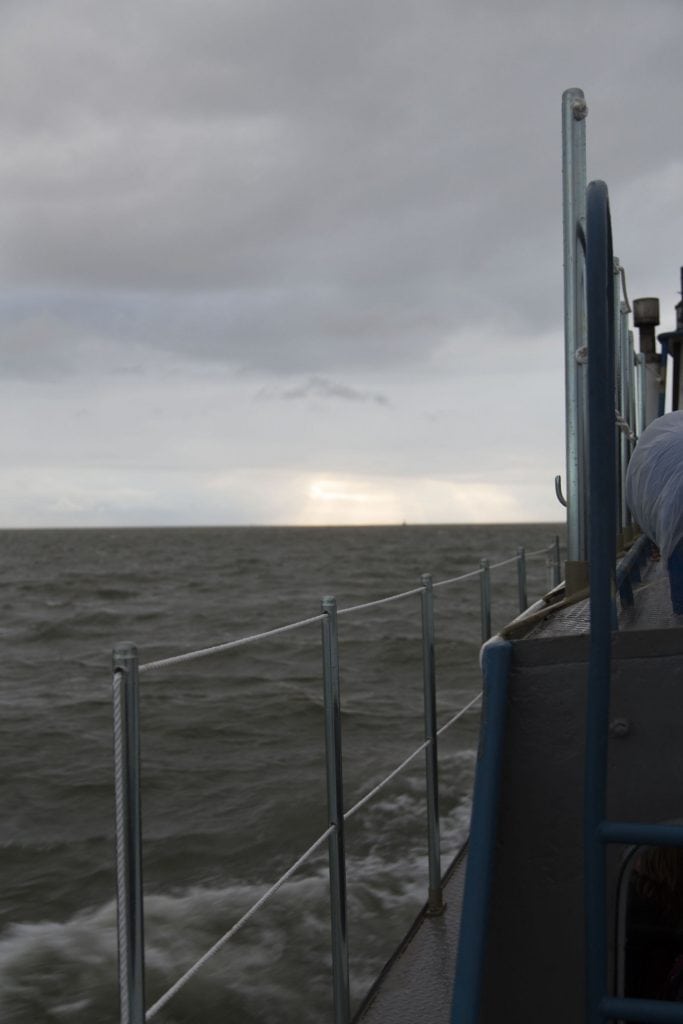 NETHERLANDS - Seals in need and lots of dirty fun at the Waddenzee near Lauwersmeer