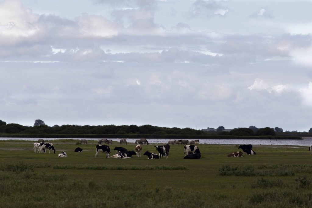 NETHERLANDS - Beautiful nature at Lauwersmeer & the Pieterpad walking trail