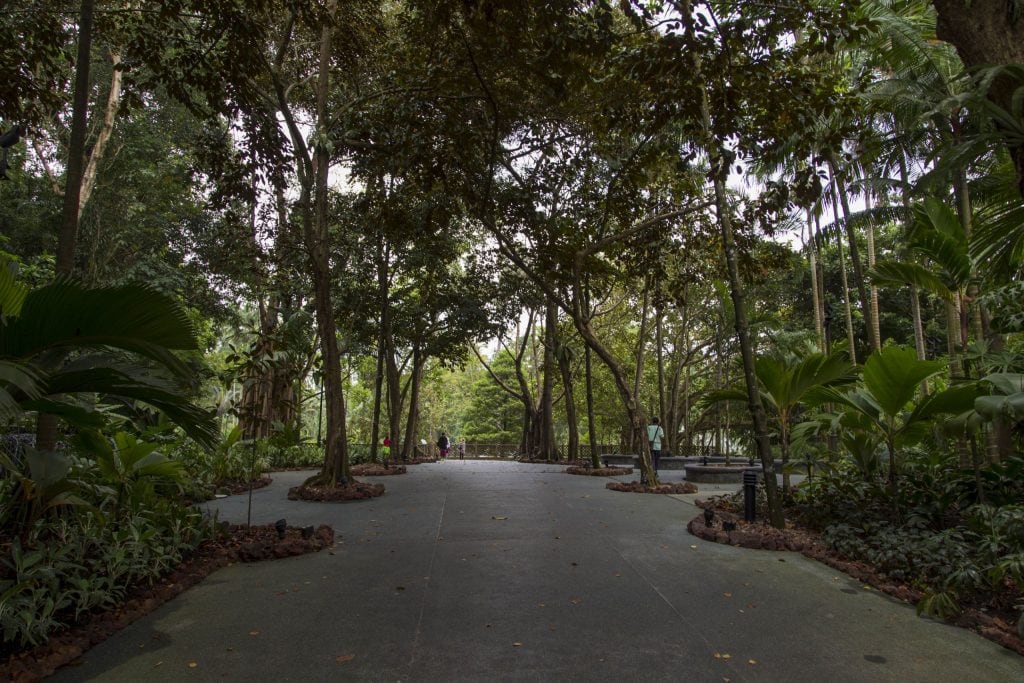 SINGAPORE - Must visit: Botanic Gardens & National Orchid Garden: a UNESCO site