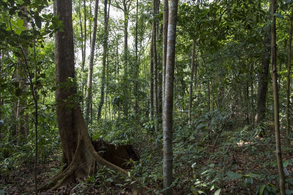 SINGAPORE - Must visit: Botanic Gardens & National Orchid Garden: a UNESCO site