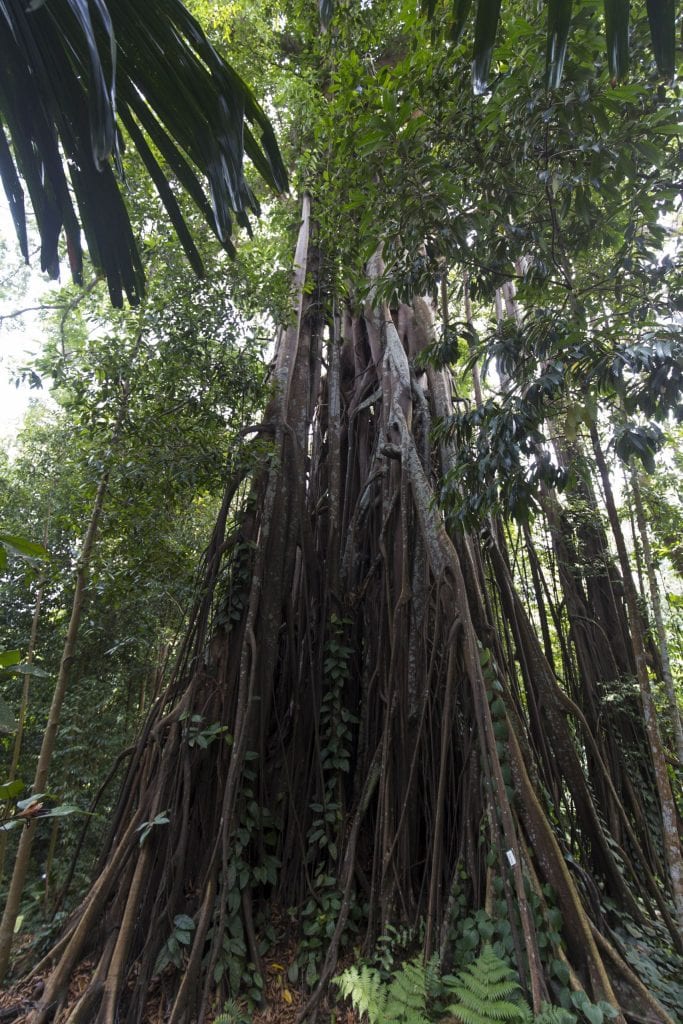 SINGAPORE - Must visit: Botanic Gardens & National Orchid Garden: a UNESCO site