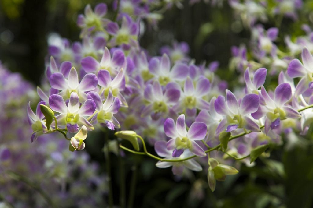 SINGAPORE - Must visit: Botanic Gardens & National Orchid Garden: a UNESCO site