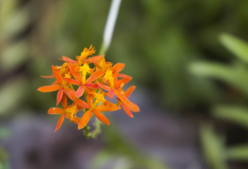 SINGAPORE - Must visit: Botanic Gardens & National Orchid Garden: a UNESCO site