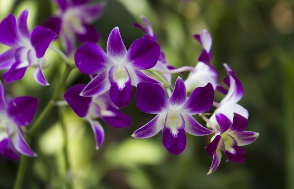 SINGAPORE - Must visit: Botanic Gardens & National Orchid Garden: a UNESCO site