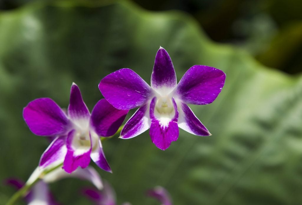 SINGAPORE - Must visit: Botanic Gardens & National Orchid Garden: a UNESCO site