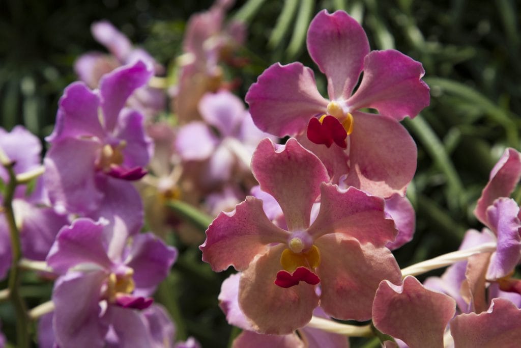 SINGAPORE - Must visit: Botanic Gardens & National Orchid Garden: a UNESCO site