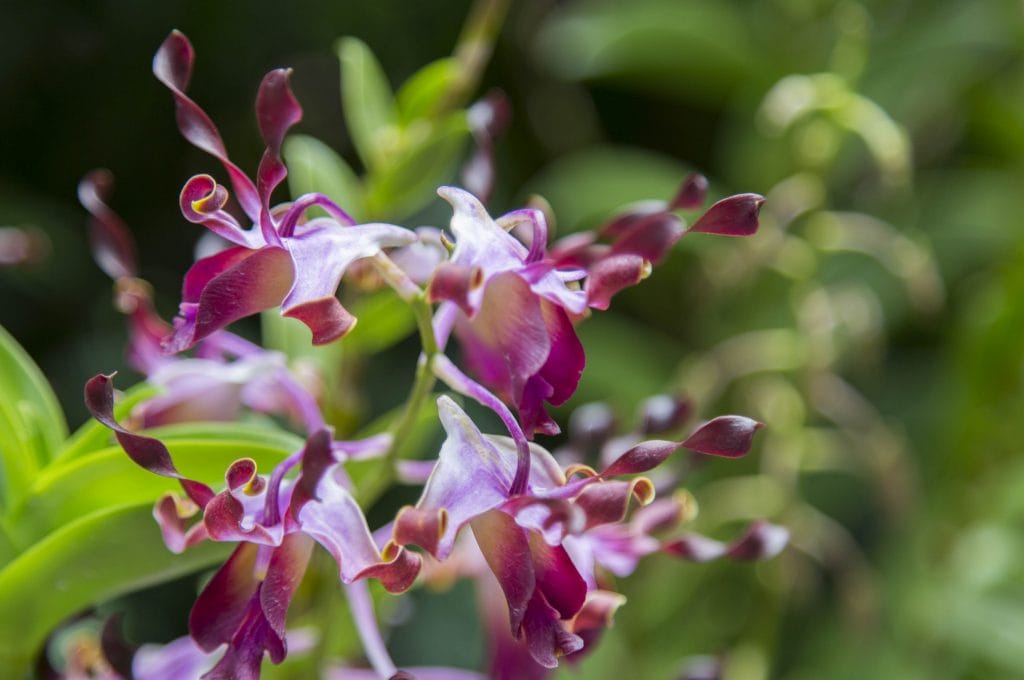 SINGAPORE - Must visit: Botanic Gardens & National Orchid Garden: a UNESCO site