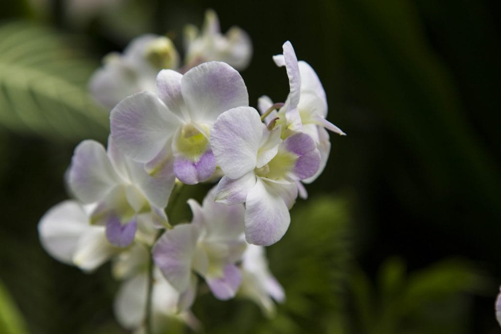 SINGAPORE - Must visit: Botanic Gardens & National Orchid Garden: a UNESCO site