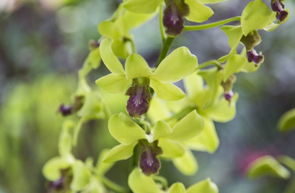 SINGAPORE - Must visit: Botanic Gardens & National Orchid Garden: a UNESCO site