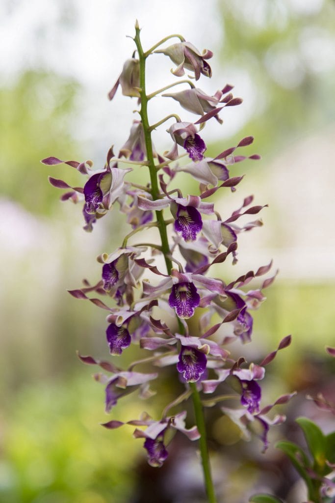 SINGAPORE - Must visit: Botanic Gardens & National Orchid Garden: a UNESCO site