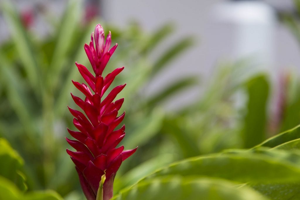 SINGAPORE - Must visit: Botanic Gardens & National Orchid Garden: a UNESCO site