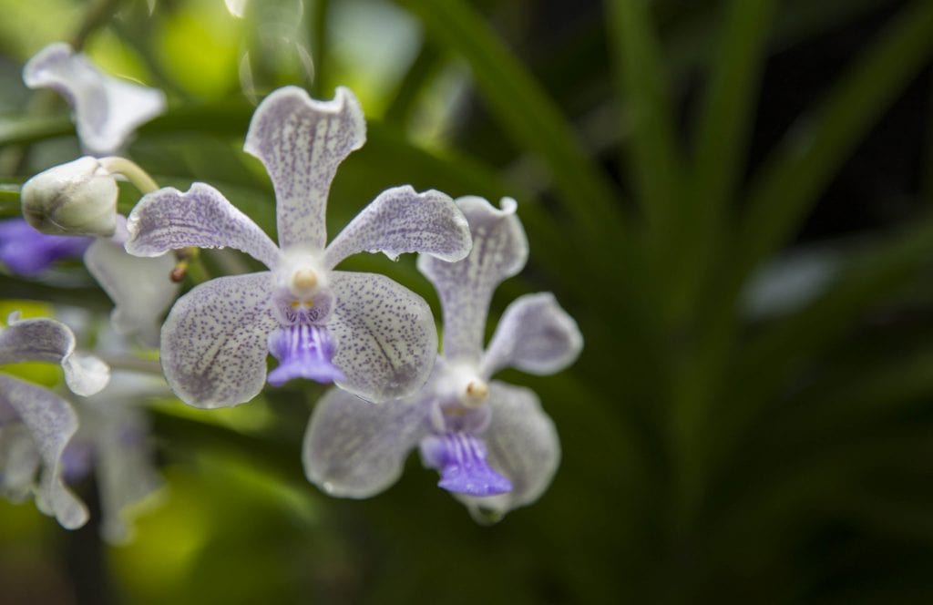 SINGAPORE - Must visit: Botanic Gardens & National Orchid Garden: a UNESCO site