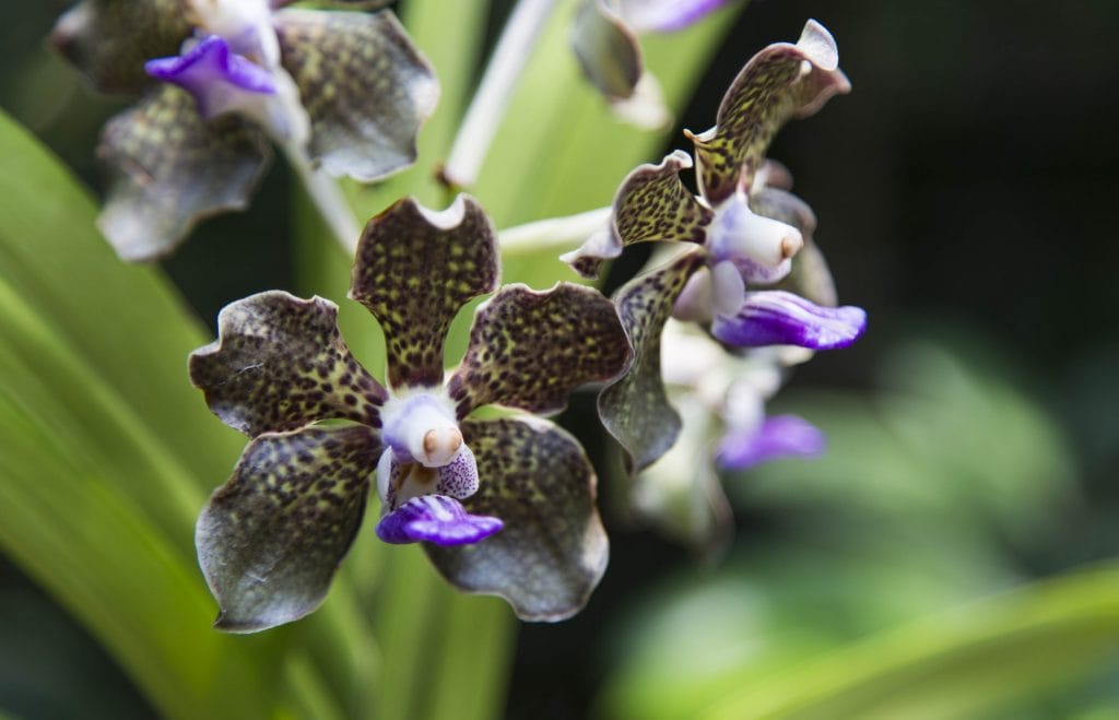 SINGAPORE - Must visit: Botanic Gardens & National Orchid Garden: a UNESCO site