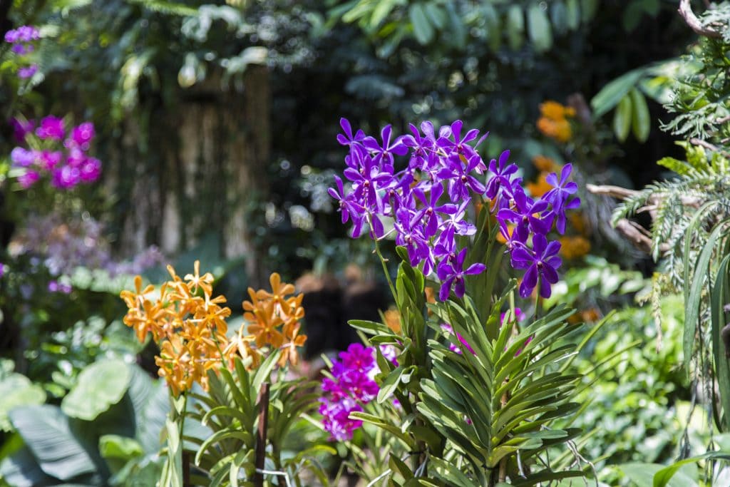 SINGAPORE - Must visit: Botanic Gardens & National Orchid Garden: a UNESCO site