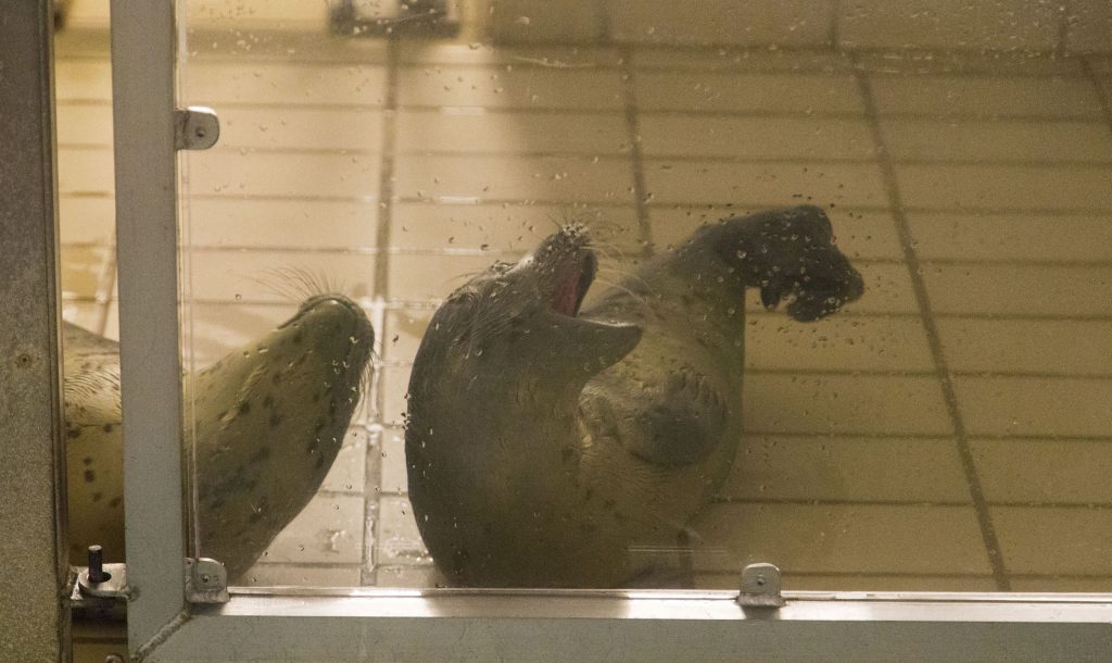 NETHERLANDS - Seals in need and lots of dirty fun at the Waddenzee near Lauwersmeer
