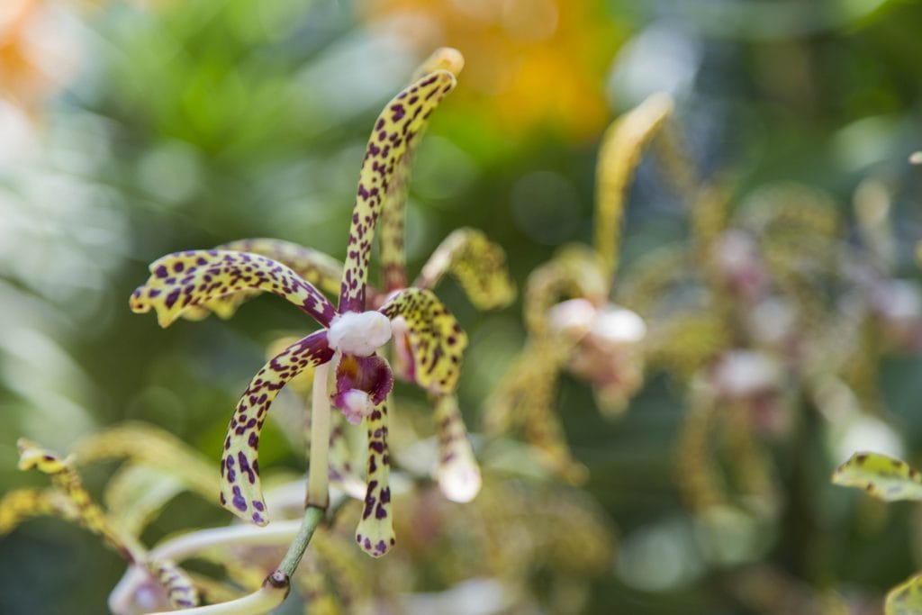 SINGAPORE - Must visit: Botanic Gardens & National Orchid Garden: a UNESCO site