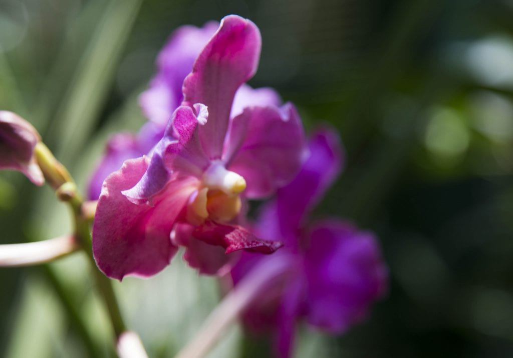 SINGAPORE - Must visit: Botanic Gardens & National Orchid Garden: a UNESCO site