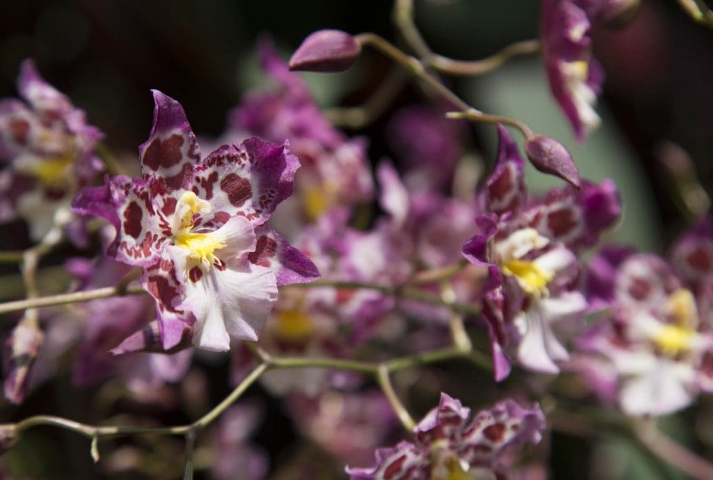 SINGAPORE - Must visit: Botanic Gardens & National Orchid Garden: a UNESCO site