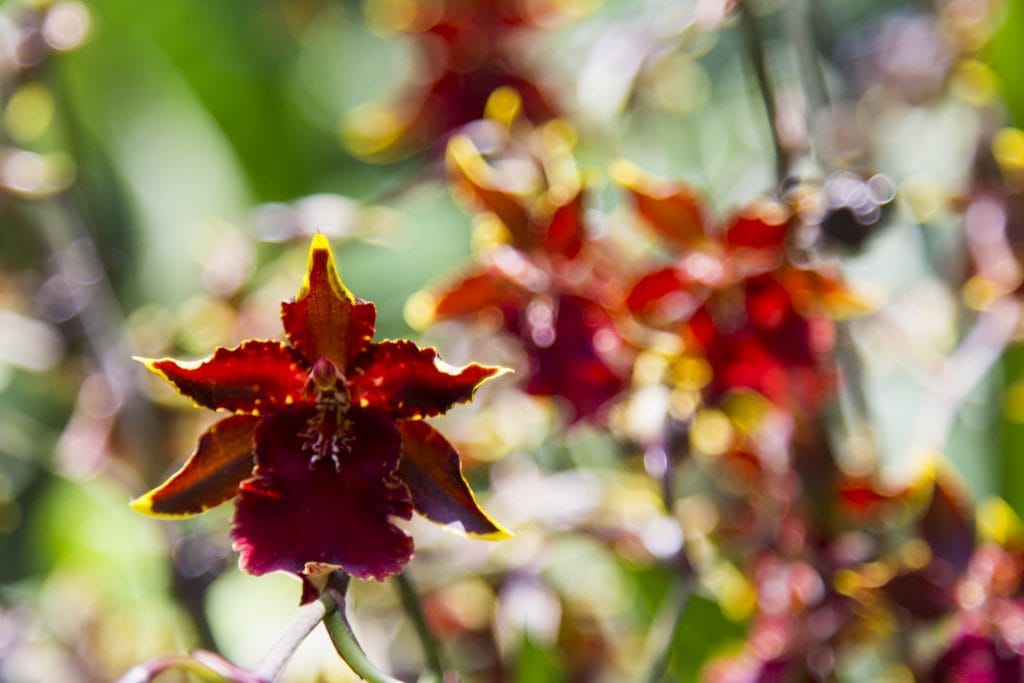 SINGAPORE - Must visit: Botanic Gardens & National Orchid Garden: a UNESCO site