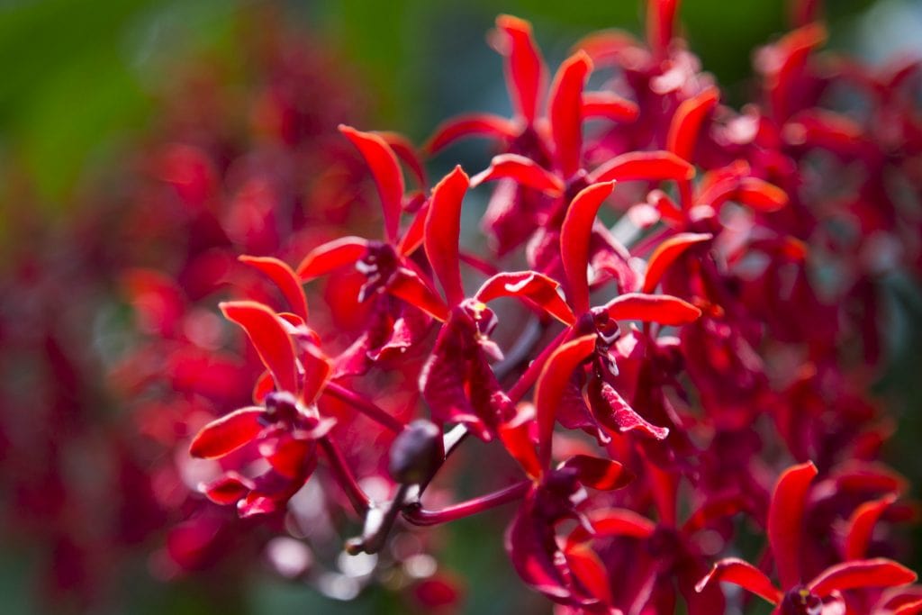 SINGAPORE - Must visit: Botanic Gardens & National Orchid Garden: a UNESCO site