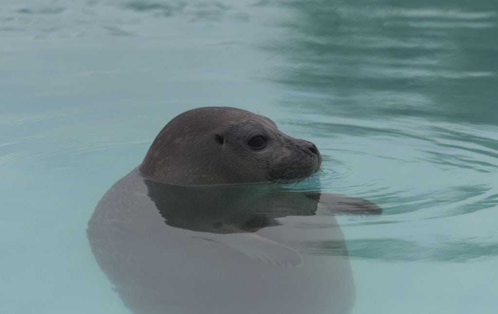 NETHERLANDS - Seals in need and lots of dirty fun at the Waddenzee near Lauwersmeer