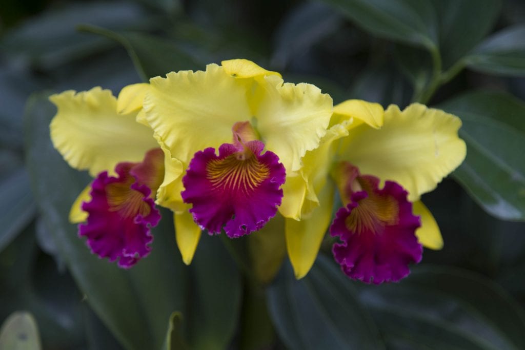 SINGAPORE - Must visit: Botanic Gardens & National Orchid Garden: a UNESCO site