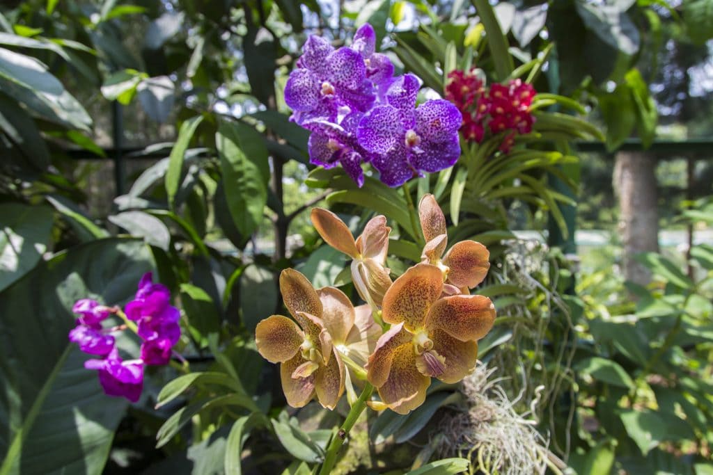 SINGAPORE - Must visit: Botanic Gardens & National Orchid Garden: a UNESCO site