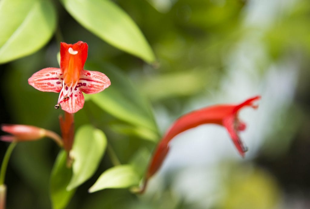 SINGAPORE - Must visit: Botanic Gardens & National Orchid Garden: a UNESCO site