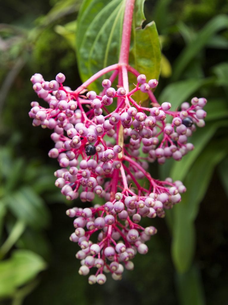 SINGAPORE - Must visit: Botanic Gardens & National Orchid Garden: a UNESCO site