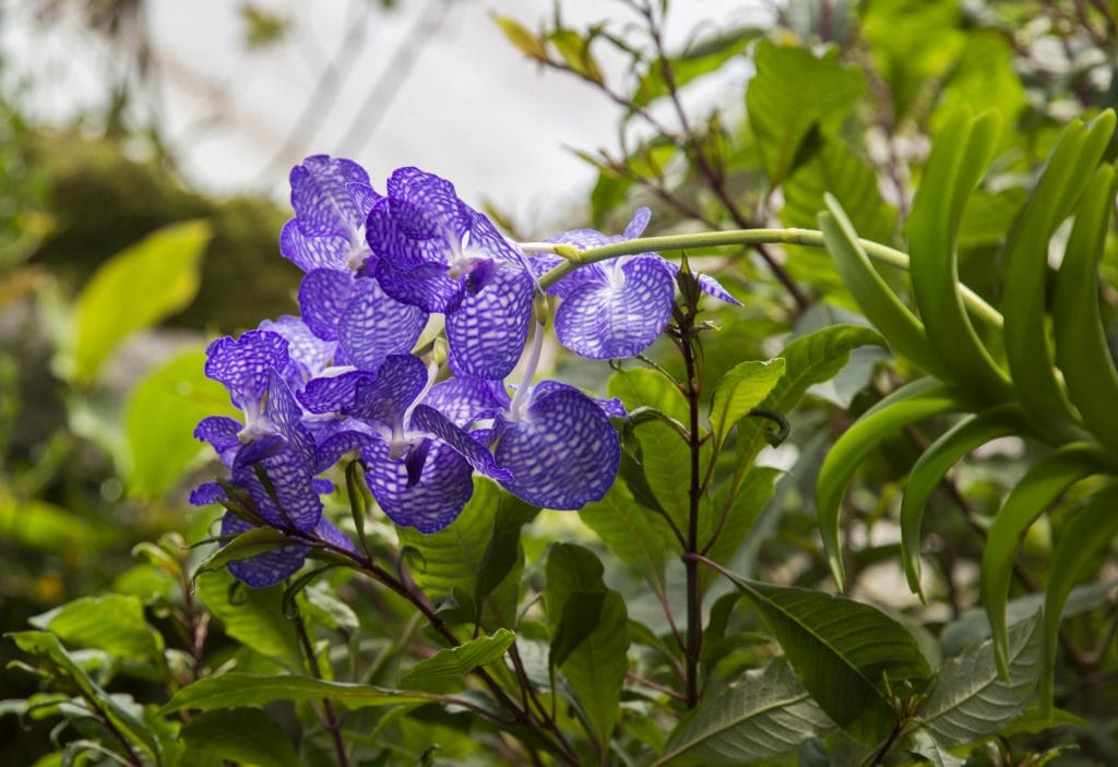 SINGAPORE - Must visit: Botanic Gardens & National Orchid Garden: a UNESCO site