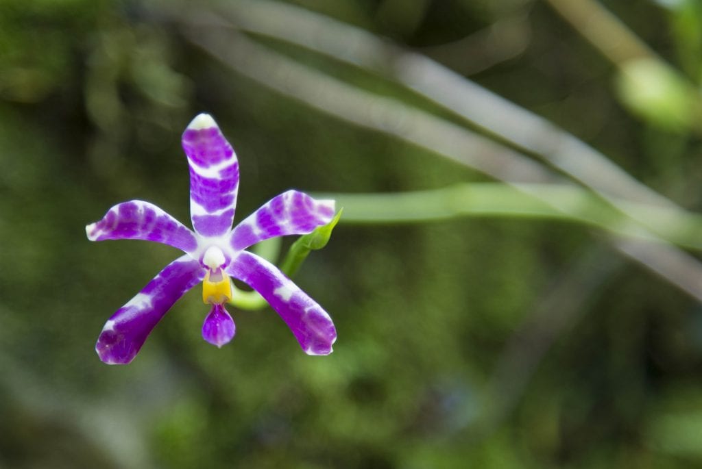 SINGAPORE - Must visit: Botanic Gardens & National Orchid Garden: a UNESCO site