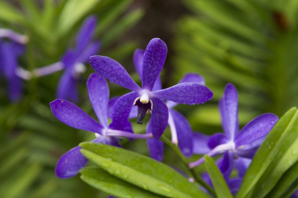 SINGAPORE - Must visit: Botanic Gardens & National Orchid Garden: a UNESCO site