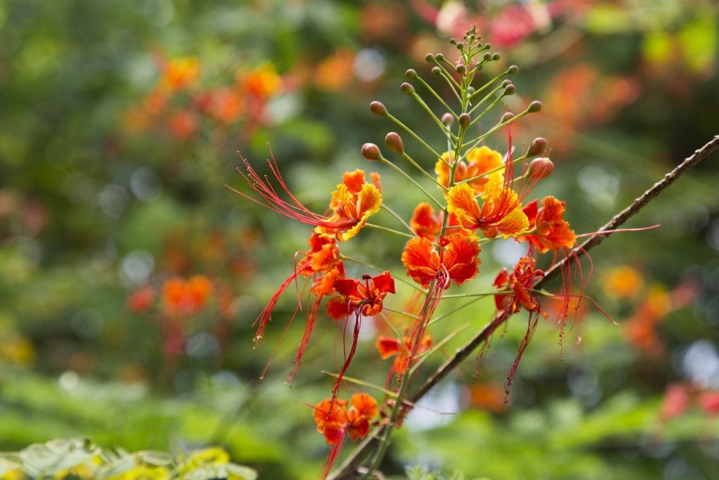 SINGAPORE - Must visit: Botanic Gardens & National Orchid Garden: a UNESCO site