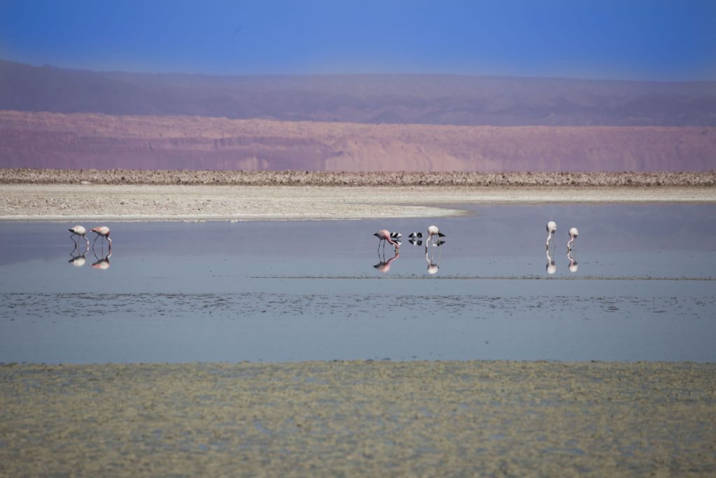 CHILE – Two Chile salt flats and a 5* lunch at 4300m altitude