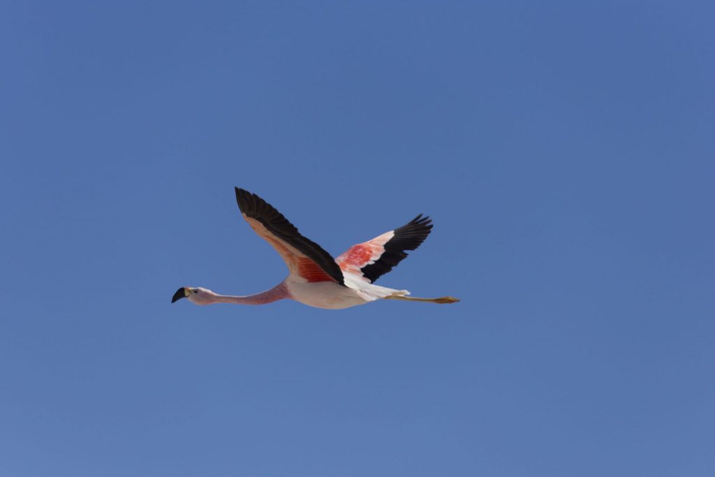 CHILE – Two Chile salt flats and a 5* lunch at 4300m altitude