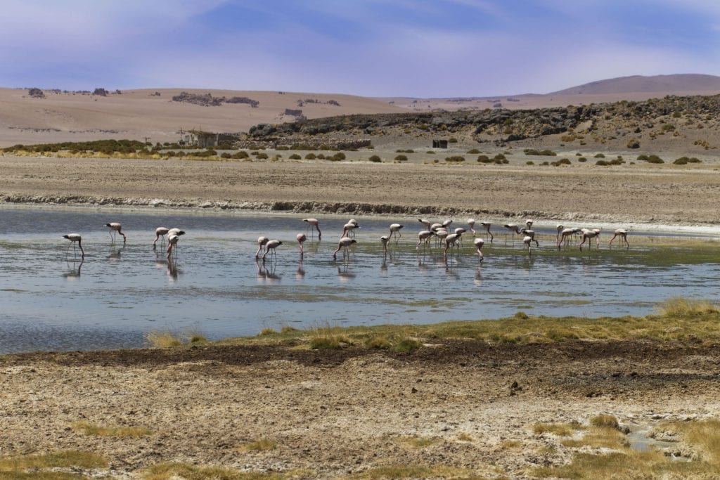 CHILE – Two Chile salt flats and a 5* lunch at 4300m altitude