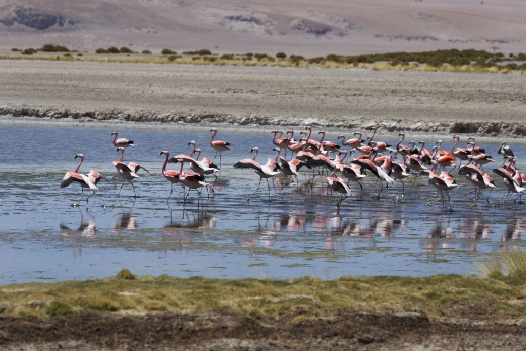CHILE – Two Chile salt flats and a 5* lunch at 4300m altitude
